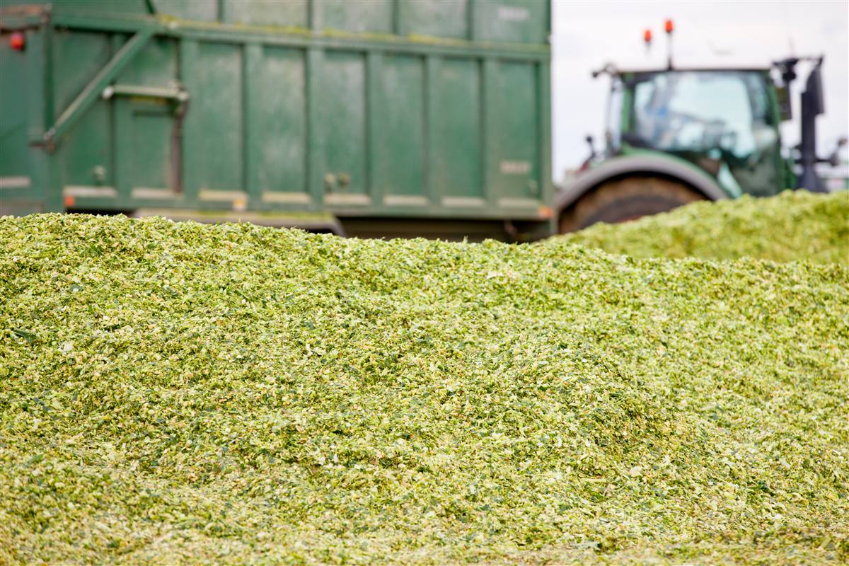 Colheita agrícola em escala com trator