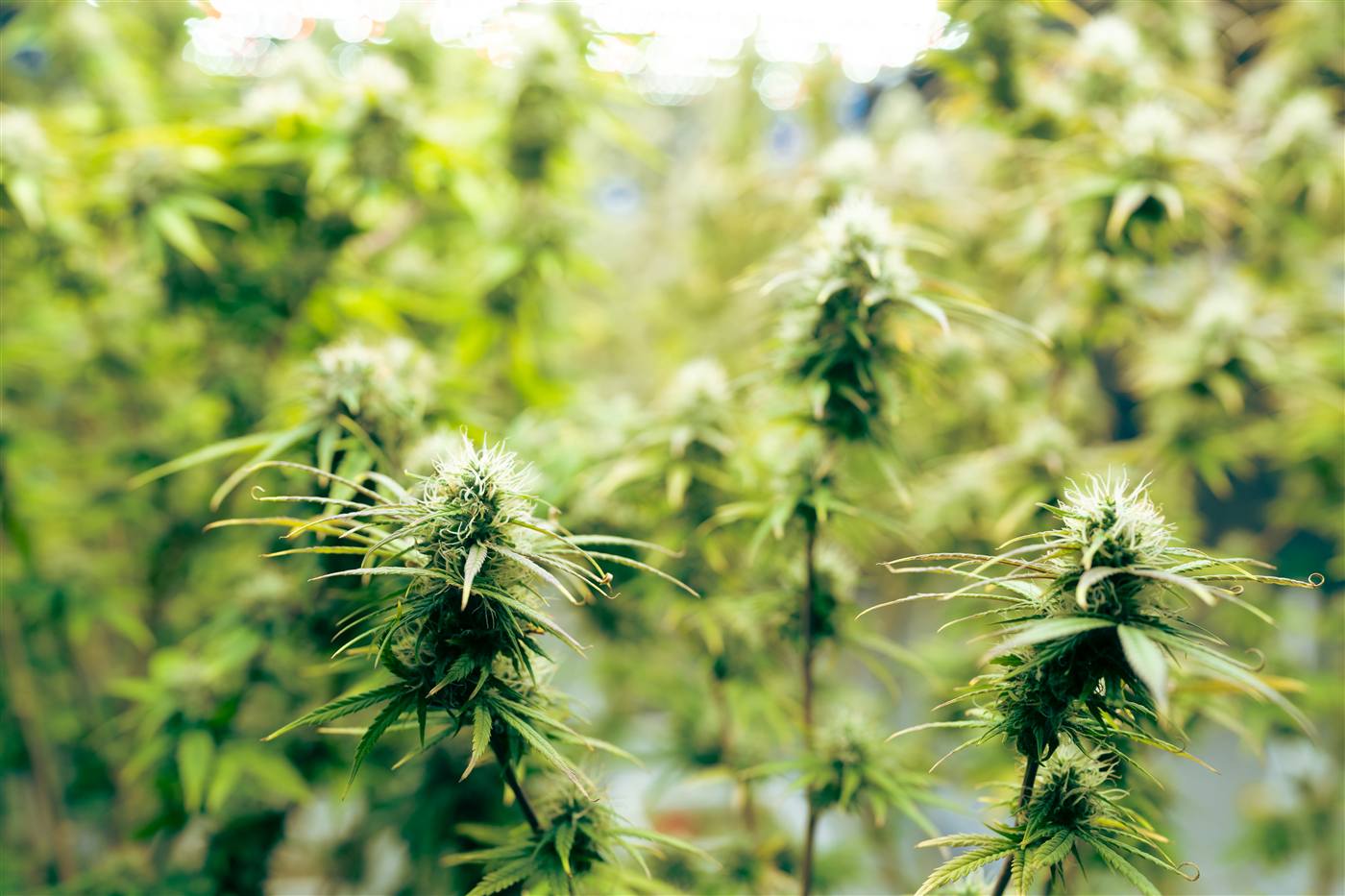 Estufa e colheita de hemp industrial