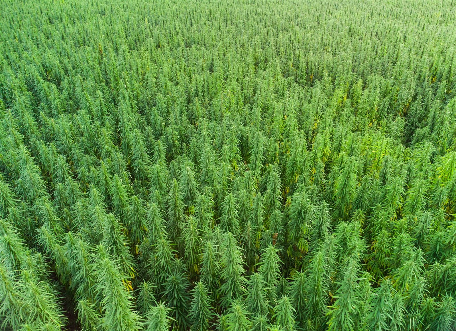 Vista aérea de campo industrial de hemp em larga escala