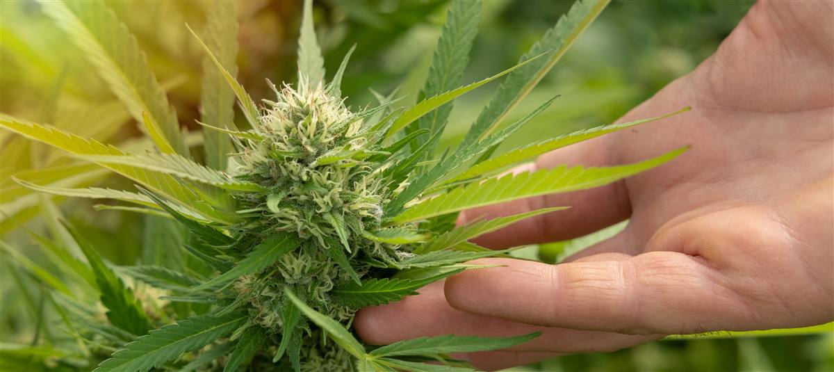 Inspeção técnica de planta de hemp no campo